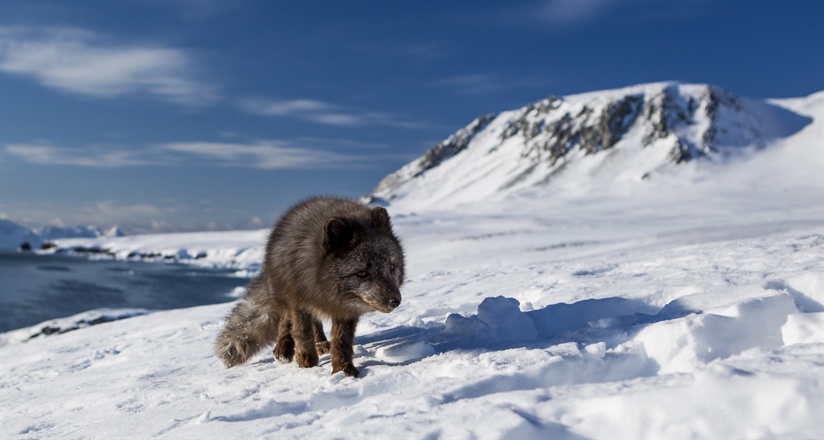 Dispersal movement of a COAT-instrumented Arctic fox went viral